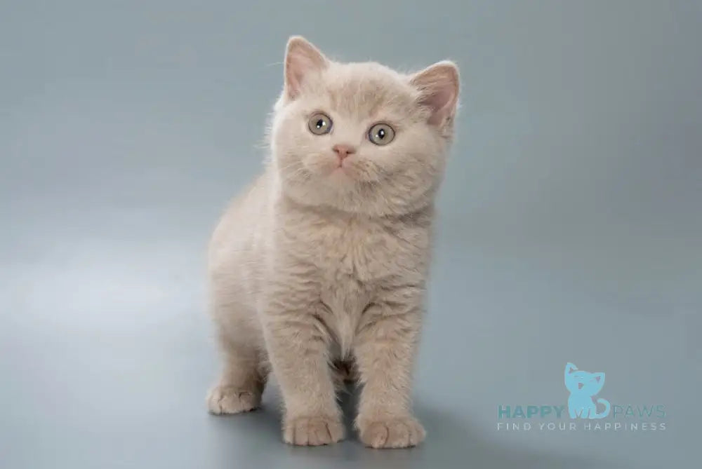 Caesar British Shorthair male fawn live animals