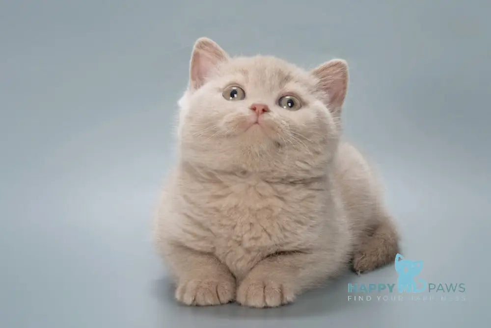 Caesar British Shorthair male fawn live animals