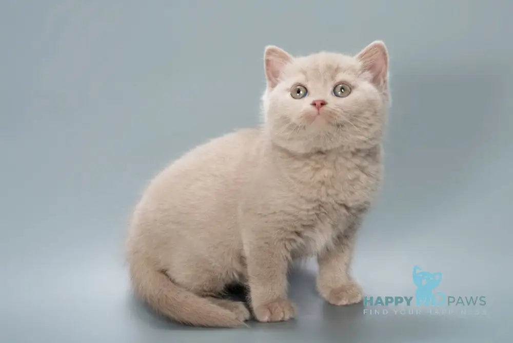 Caesar British Shorthair male fawn live animals