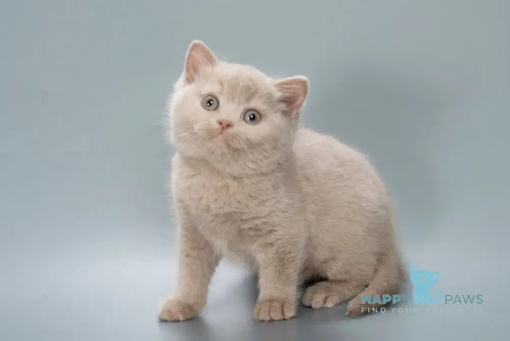 Caesar British Shorthair male fawn live animals