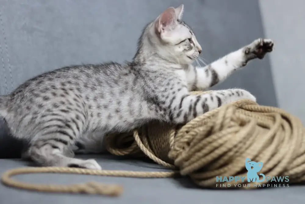 Caesarion Egyptian Mau Male Black Silver Spotted Tabby Live Animals