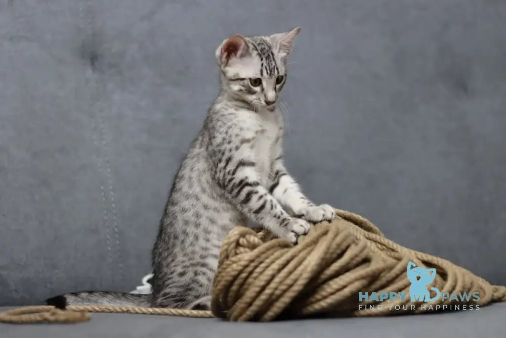 Caesarion Egyptian Mau Male Black Silver Spotted Tabby Live Animals