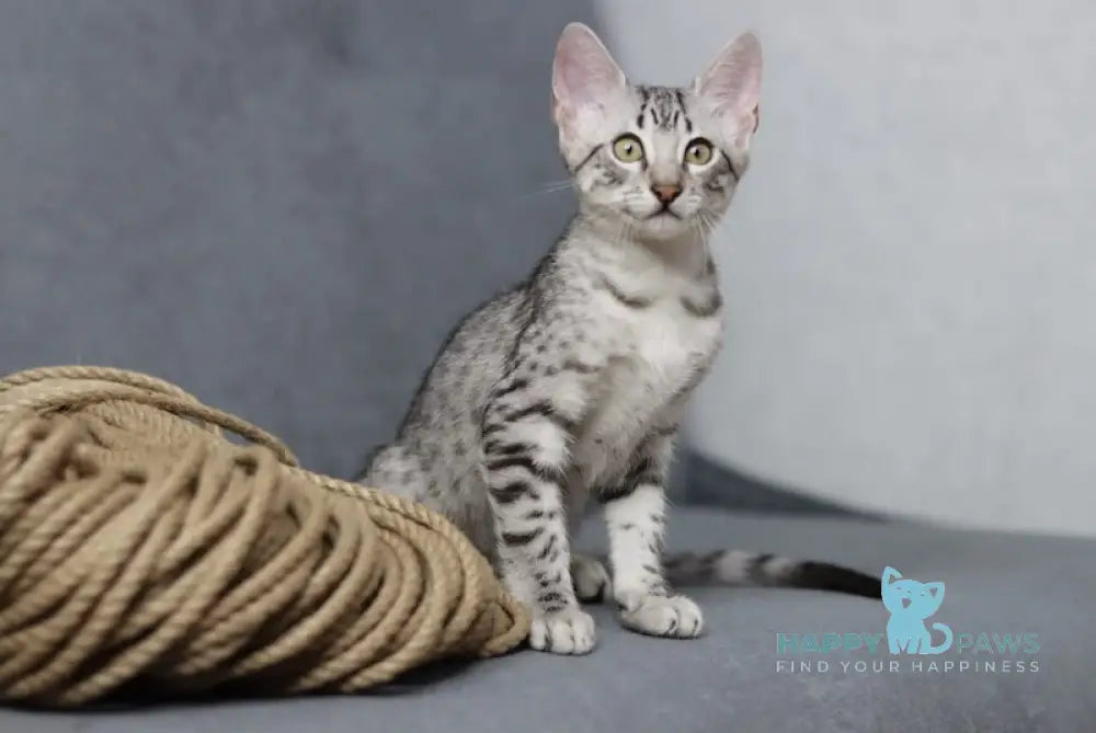 Caesarion Egyptian Mau Male Black Silver Spotted Tabby Live Animals