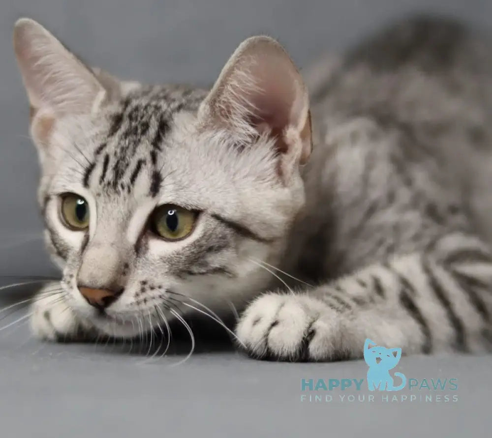 Caesarion Egyptian Mau Male Black Silver Spotted Tabby Live Animals