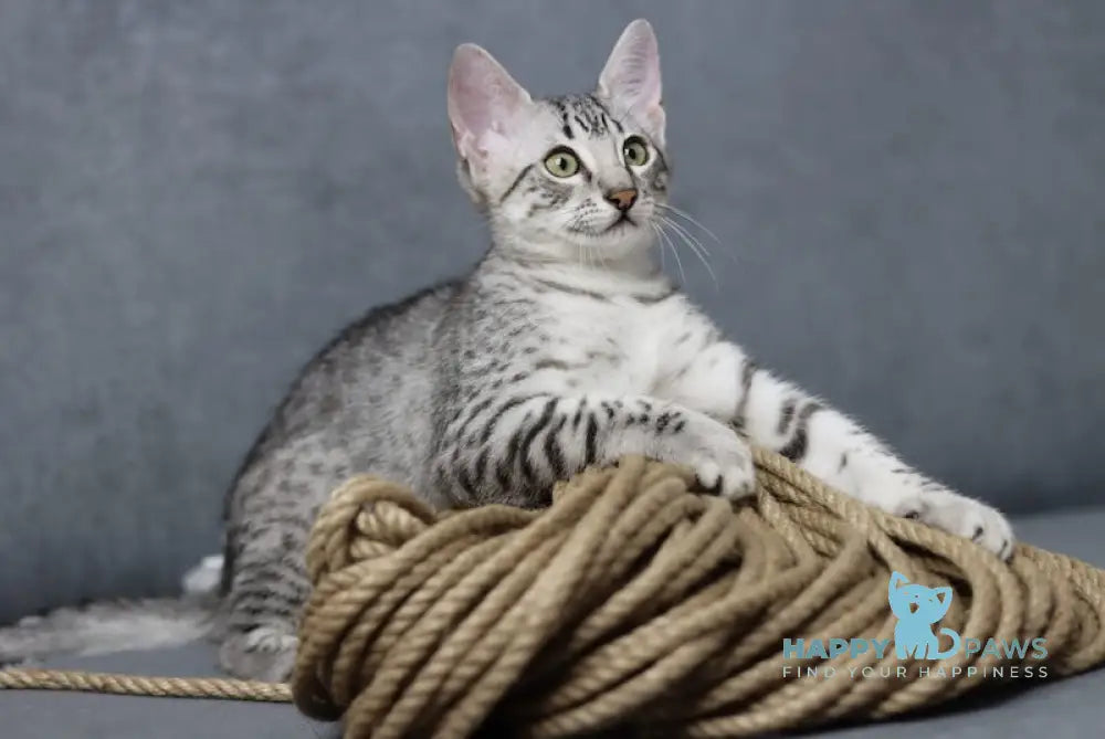 Caesarion Egyptian Mau Male Black Silver Spotted Tabby Live Animals