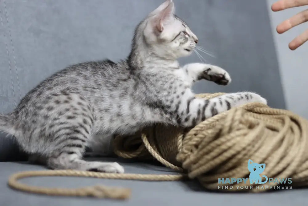 Caesarion Egyptian Mau Male Black Silver Spotted Tabby Live Animals