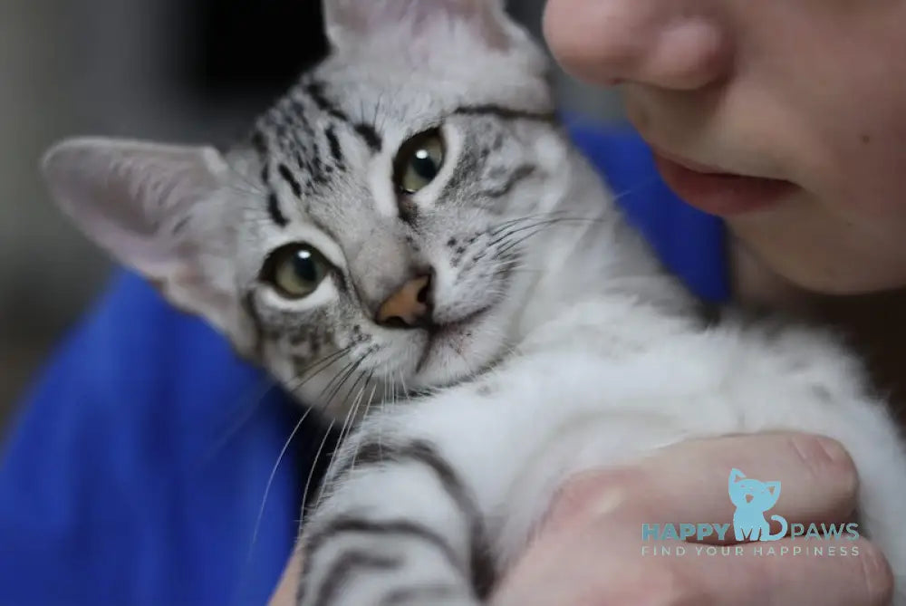 Caesarion Egyptian Mau Male Black Silver Spotted Tabby Live Animals