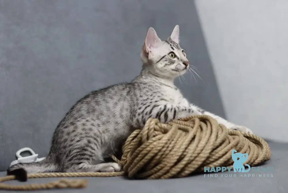 Caesarion Egyptian Mau Male Black Silver Spotted Tabby Live Animals