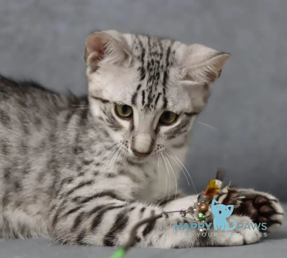 Caesarion Egyptian Mau Male Black Silver Spotted Tabby Live Animals