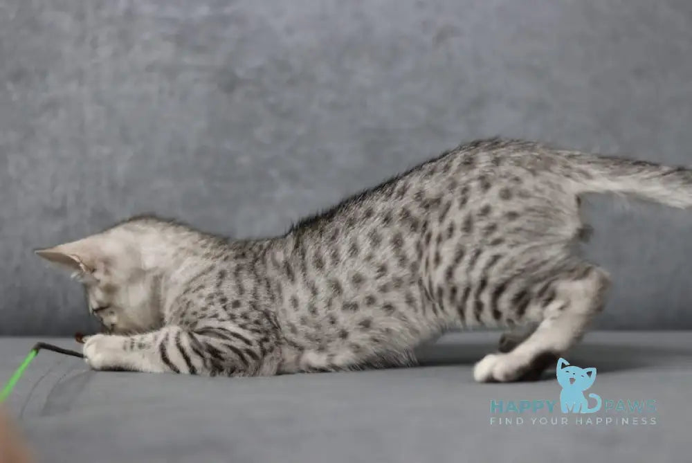 Caesarion Egyptian Mau Male Black Silver Spotted Tabby Live Animals