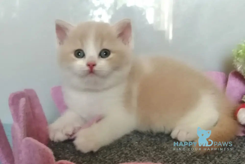 Camcon British Shorthair Male Cream Bicolour Live Animals