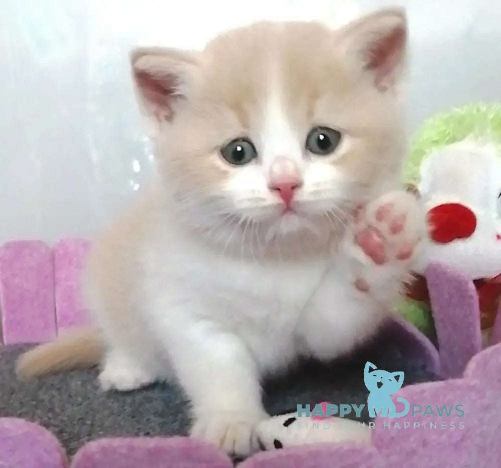 Camcon British Shorthair Male Cream Bicolour Live Animals