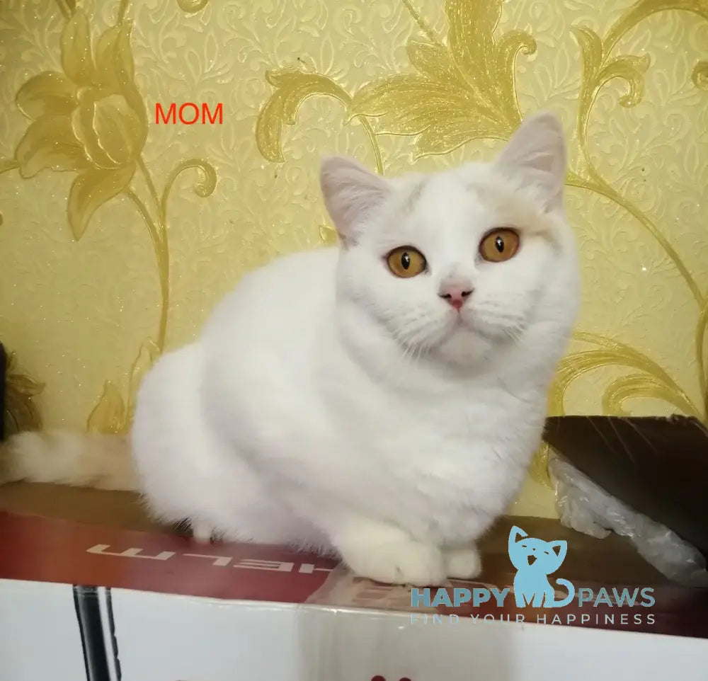 Camcon British Shorthair Male Cream Bicolour Live Animals