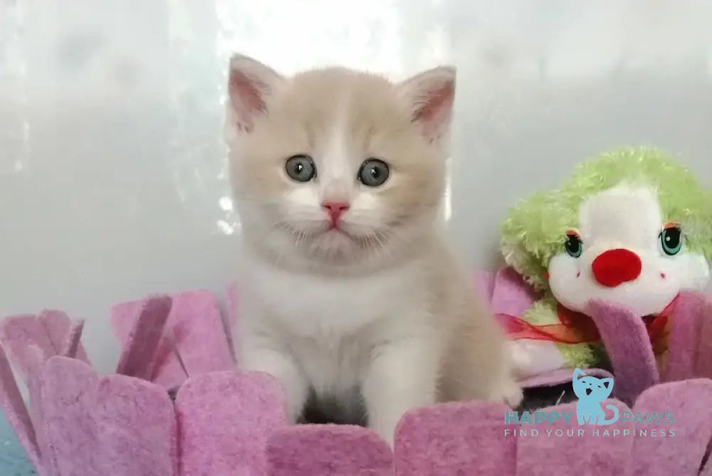 Camcon British Shorthair Male Cream Bicolour Live Animals