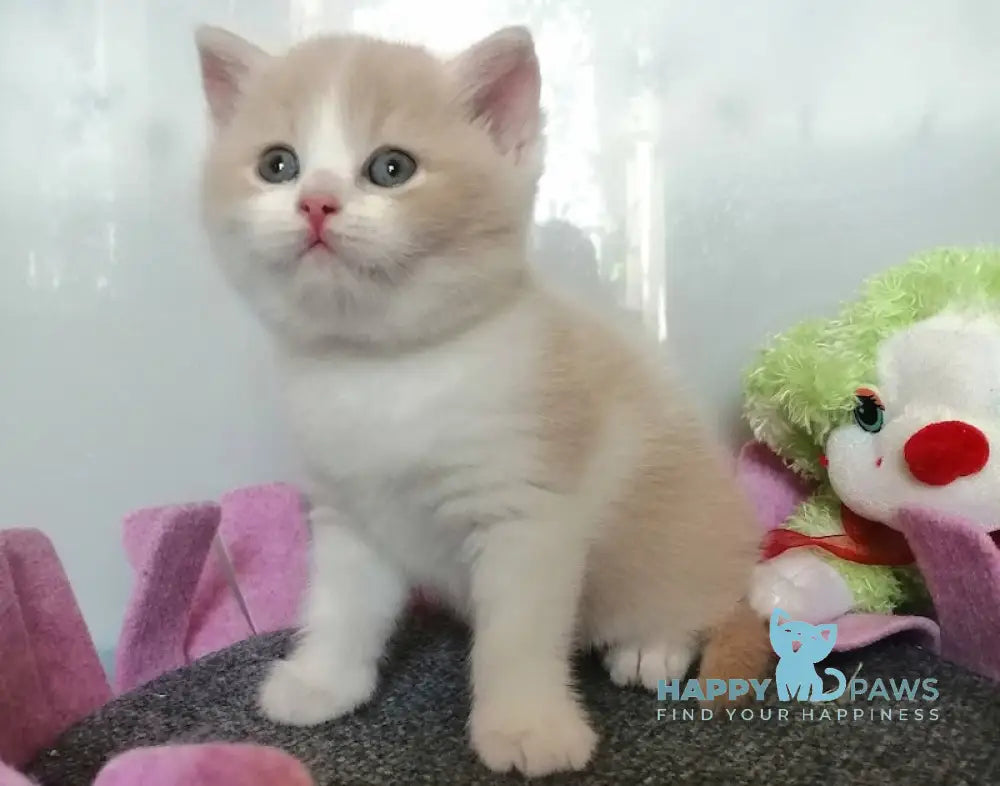 Camcon British Shorthair Male Cream Bicolour Live Animals