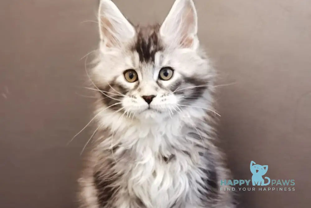 Camelot Maine Coon Polydactyl Male Black Silver Tabby Live Animals