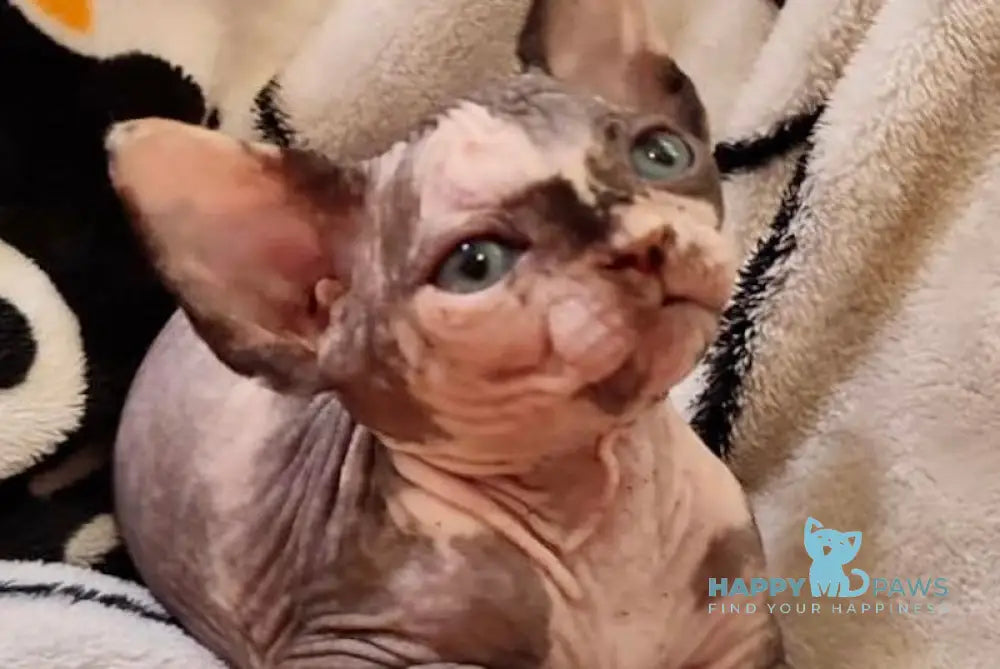 Camila Canadian Sphynx Female Black Tortie Live Animals