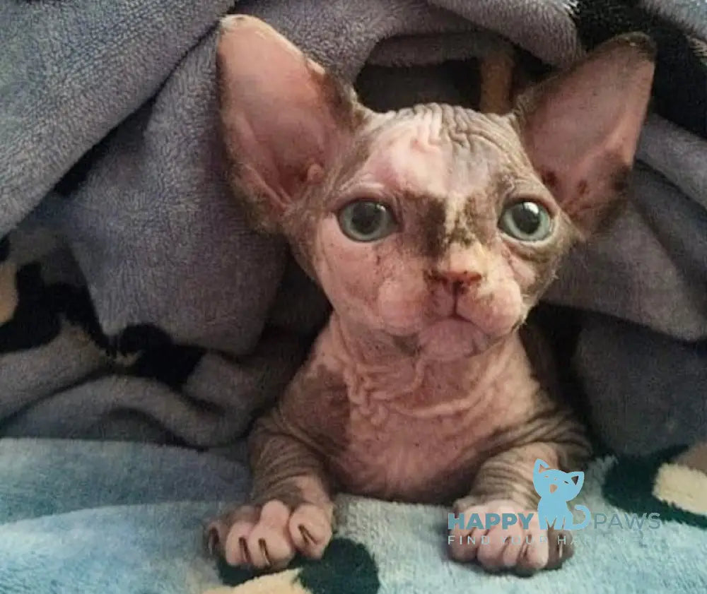 Camila Canadian Sphynx Female Black Tortie Live Animals