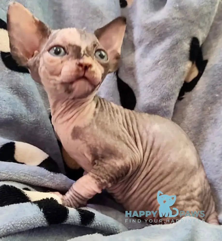 Camila Canadian Sphynx Female Black Tortie Live Animals