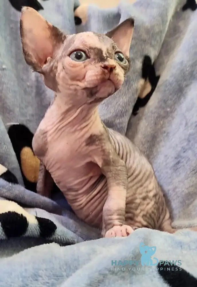 Camila Canadian Sphynx Female Black Tortie Live Animals