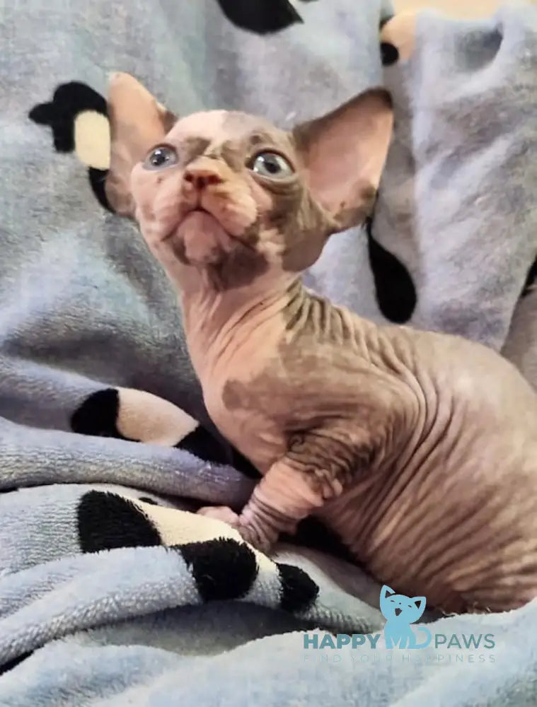 Camila Canadian Sphynx Female Black Tortie Live Animals