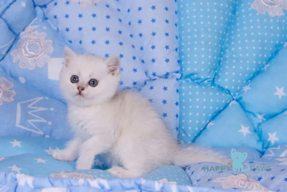 Candy British Shorthair Female Black Silver Shaded Live Animals