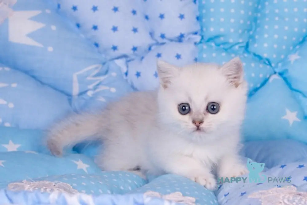 Candy British Shorthair Female Black Silver Shaded Live Animals