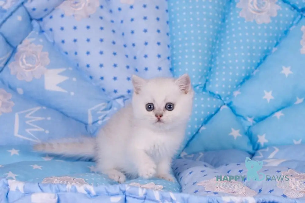 Candy British Shorthair Female Black Silver Shaded Live Animals