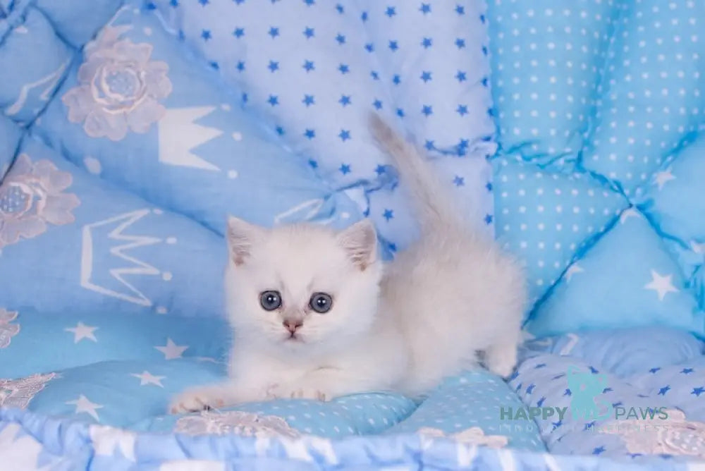 Candy British Shorthair Female Black Silver Shaded Live Animals