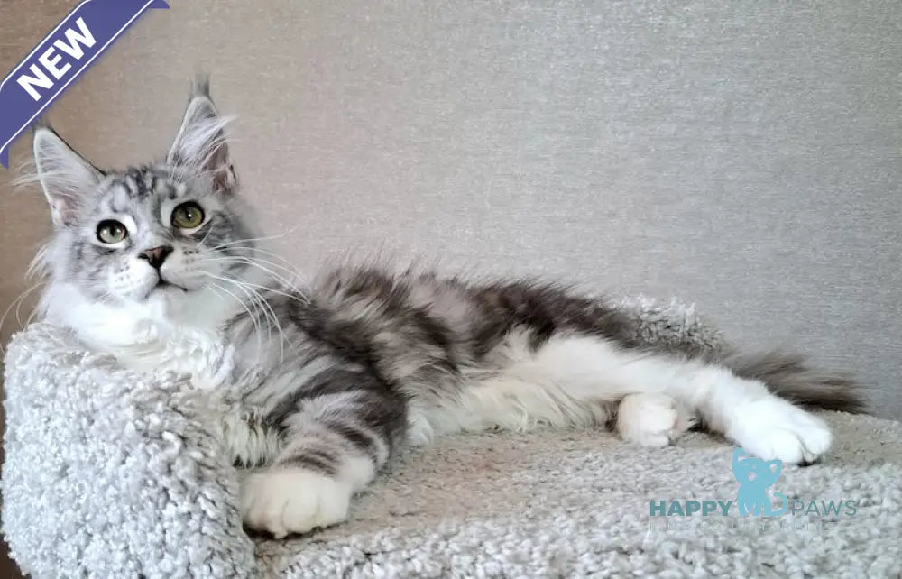 Candy Maine Coon Female Blue Silver Tabby Bicolour Live Animals