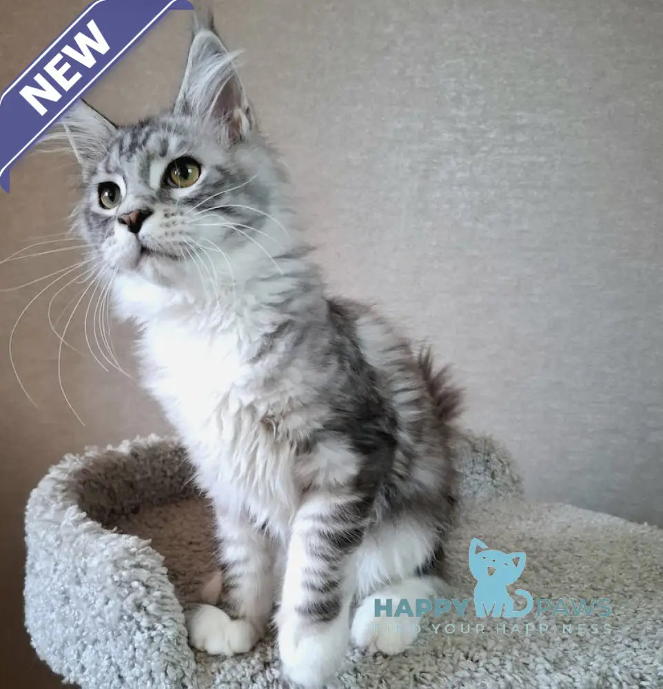 Candy Maine Coon Female Blue Silver Tabby Bicolour Live Animals