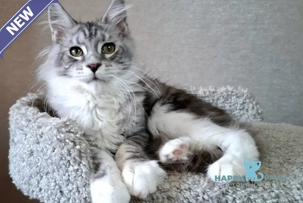 Candy Maine Coon Female Blue Silver Tabby Bicolour Live Animals