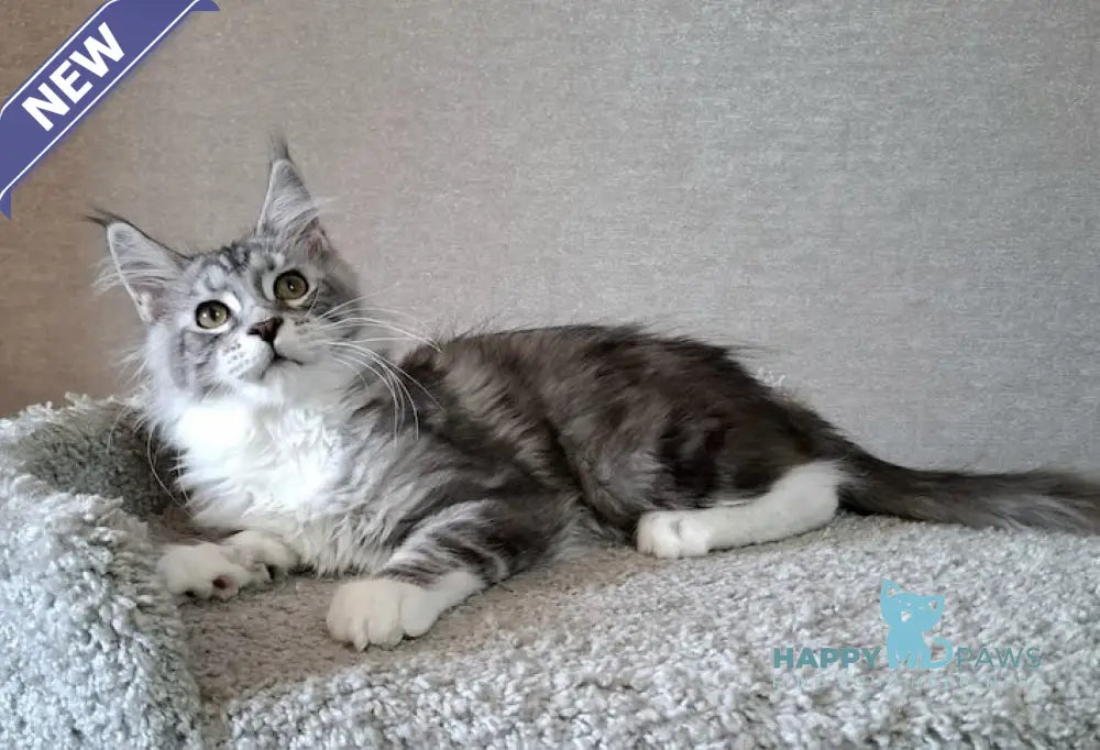 Candy Maine Coon Female Blue Silver Tabby Bicolour Live Animals