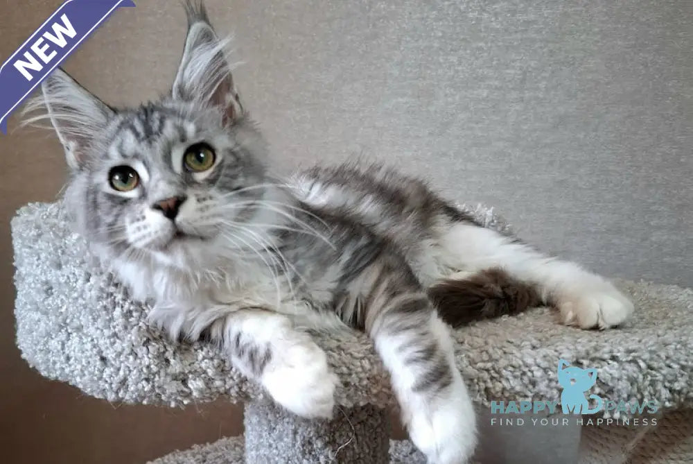 Candy Maine Coon Female Blue Silver Tabby Bicolour Live Animals