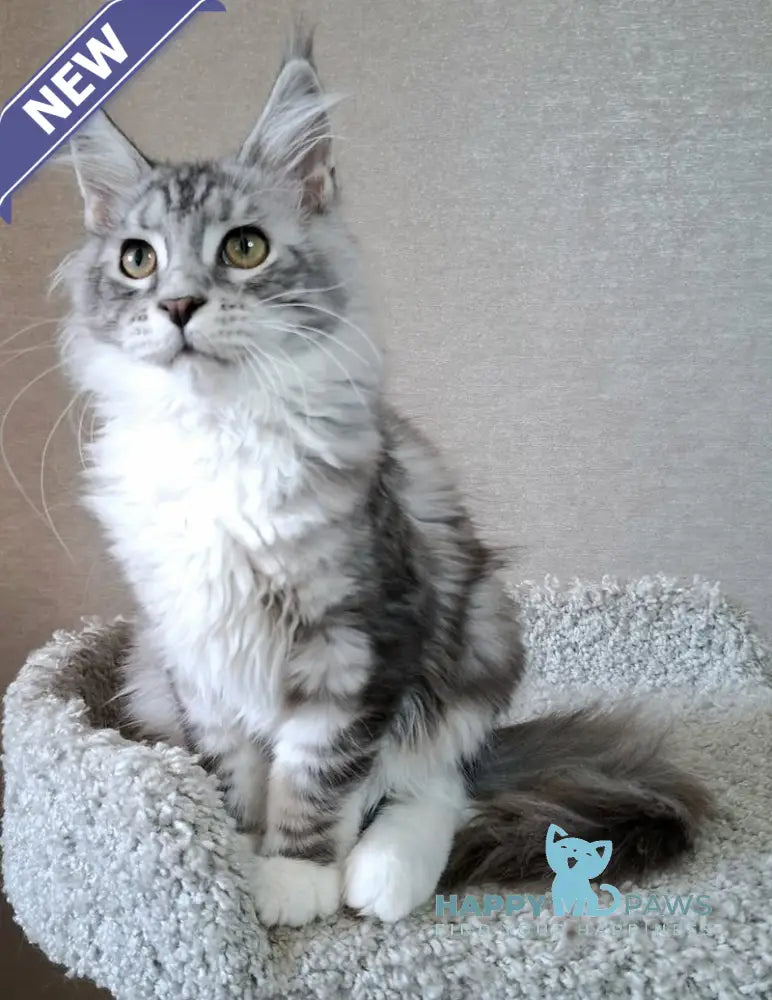 Candy Maine Coon Female Blue Silver Tabby Bicolour Live Animals