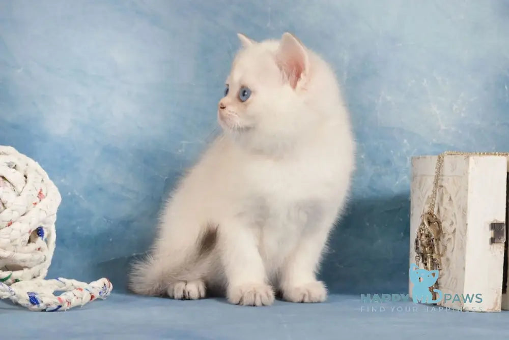 Candy Scottish Straight Female Black Golden Shaded Pointed Live Animals