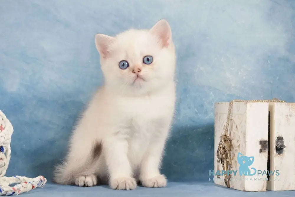 Candy Scottish Straight Female Black Golden Shaded Pointed Live Animals