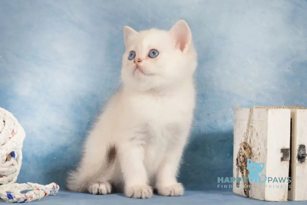 Candy Scottish Straight Female Black Golden Shaded Pointed Live Animals