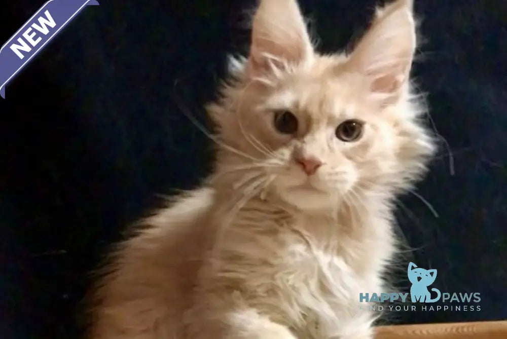 Captain Maine Coon Male Cream Smoke Live Animals