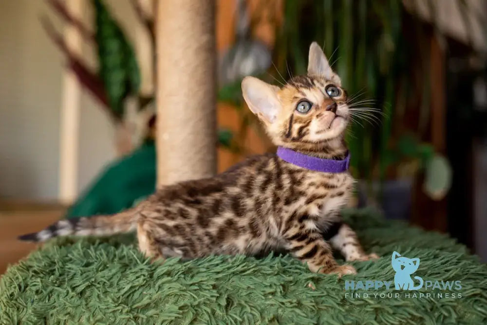 Caramel Bengal Female Black Spotted Tabby Live Animals