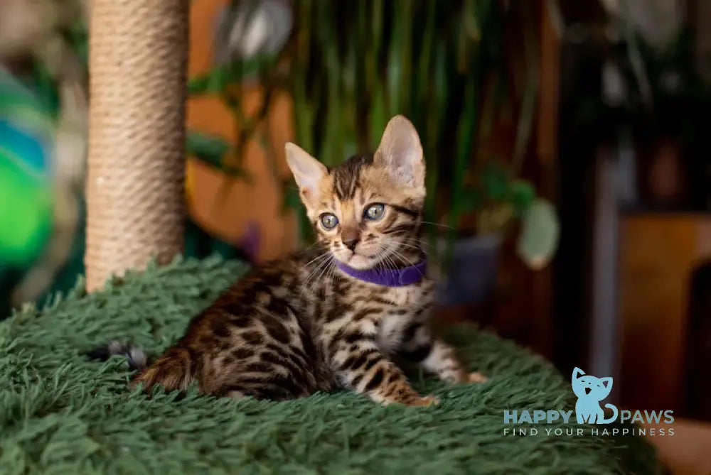 Caramel Bengal Female Black Spotted Tabby Live Animals