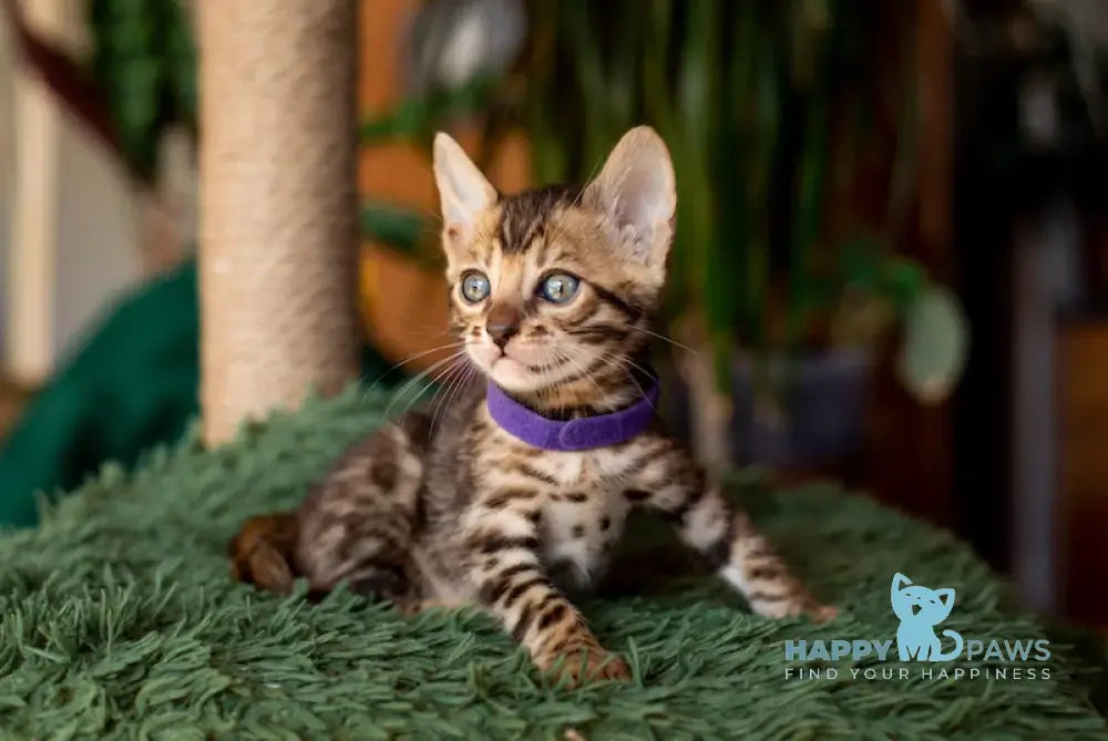 Caramel Bengal Female Black Spotted Tabby Live Animals