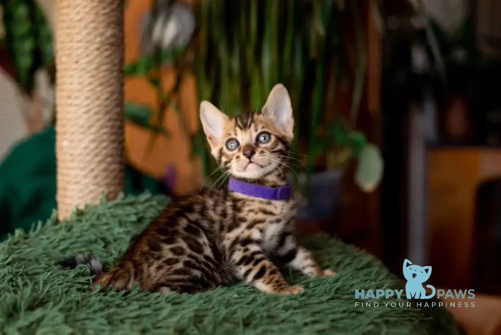 Caramel Bengal Female Black Spotted Tabby Live Animals