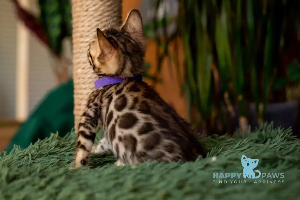 Caramel Bengal Female Black Spotted Tabby Live Animals