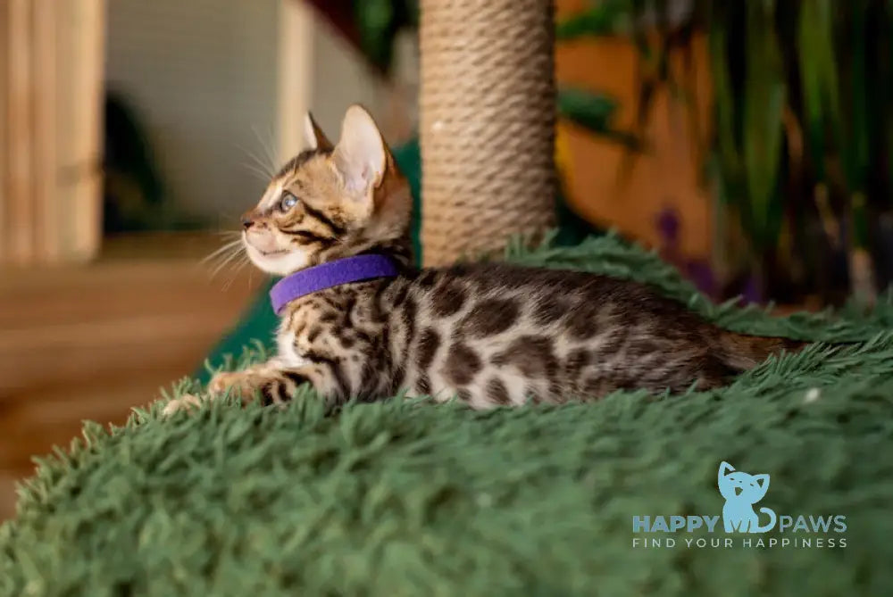 Caramel Bengal Female Black Spotted Tabby Live Animals