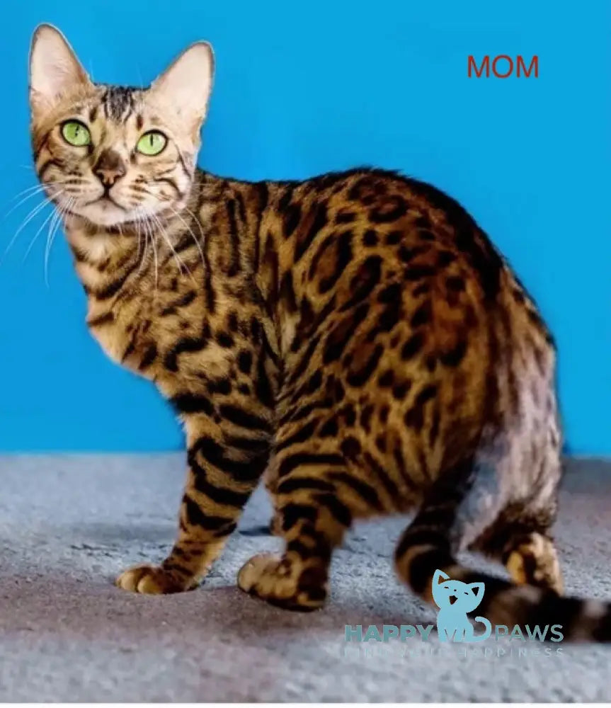 Caramel Bengal Female Black Spotted Tabby Live Animals