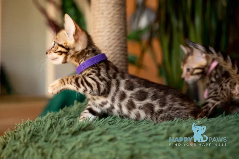 Caramel Bengal Female Black Spotted Tabby Live Animals