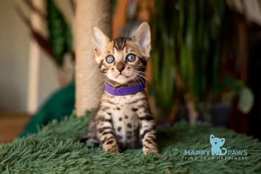 Caramel Bengal Female Black Spotted Tabby Live Animals