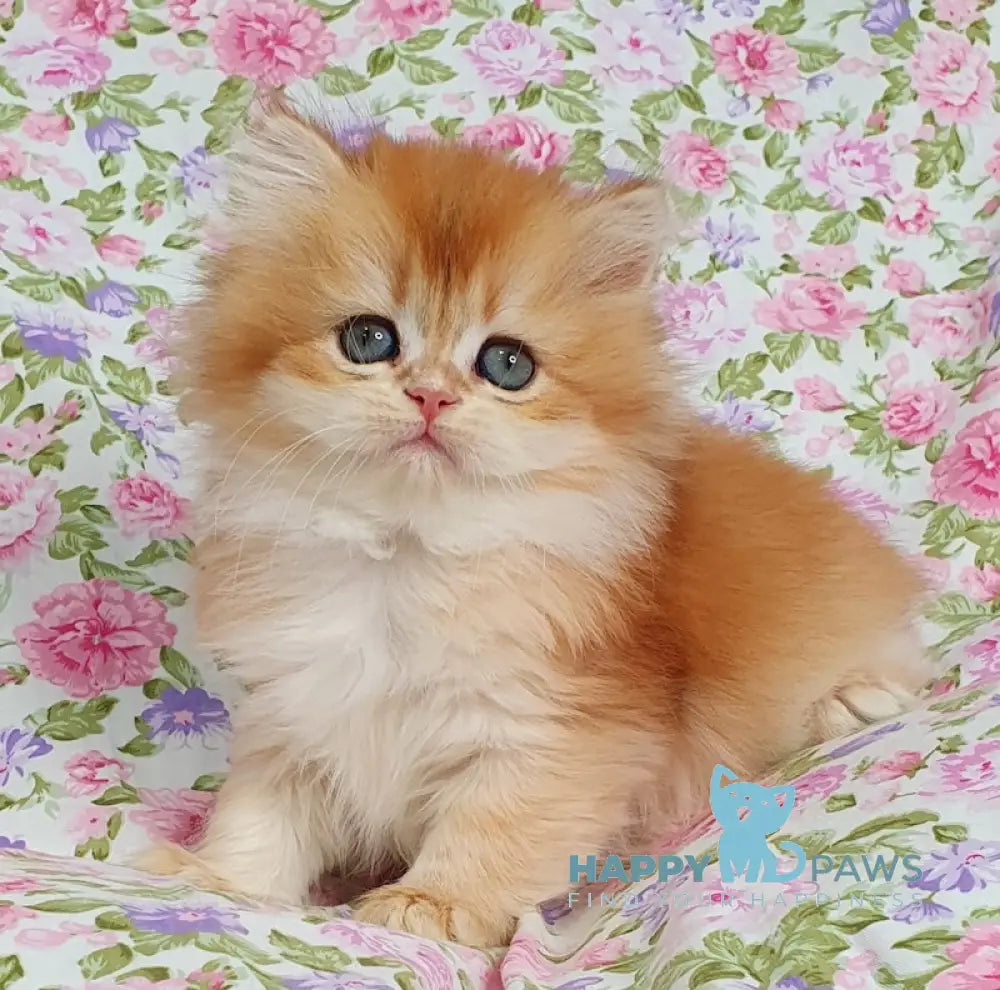 Caramelka British Longhair female black golden chinchilla live animals