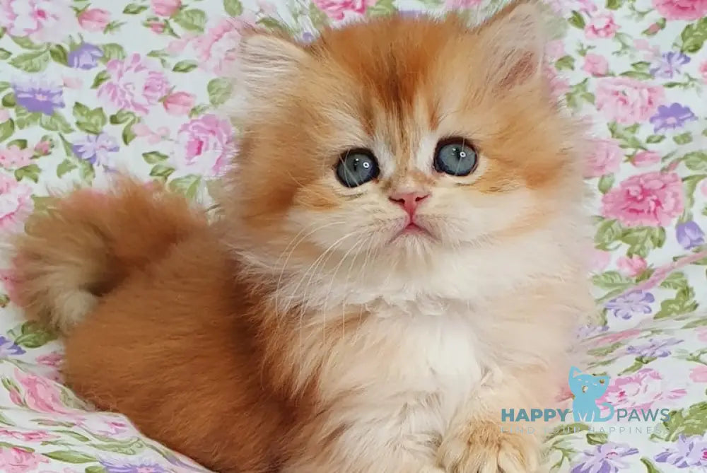 Caramelka British Longhair female black golden chinchilla live animals